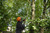 STIHL STIHL-HTA135-AP30 HTA 135 Battery Pole Pruner 10in Kit with AP 30 7.5Ah Battery