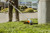 STIHL STIHL-FSA90R-AP200P FSA 90 R Battery Grass Trimmer Kit with AP 200 P 6Ah Battery