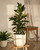 African Fig