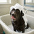 Dog Washes
