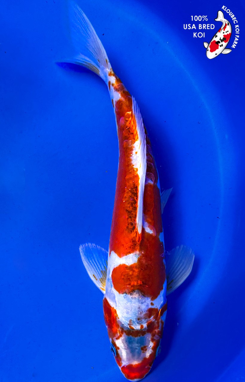 user_9fbdb4ff  希少　GO FISH COLOR GO FISH - THE TOY STORE