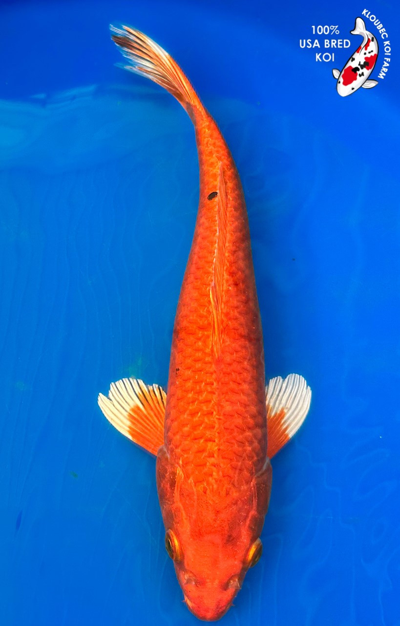 12'' Orenji Ogon Koi for Sale Vibrant Metallic Orange Koi