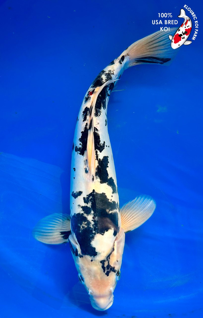 15'' Kumonryu Koi for Sale | Stunning Black & White Koi | Kloubec