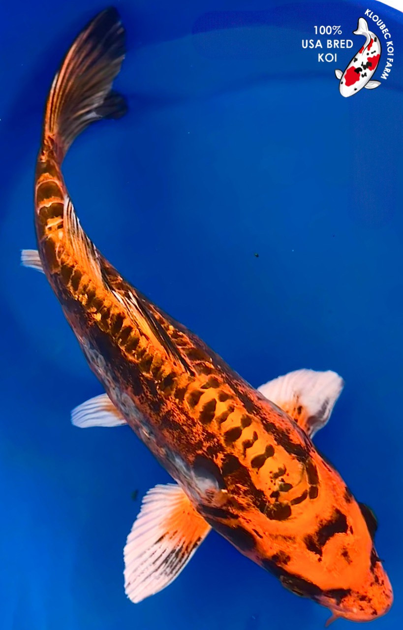 13.5