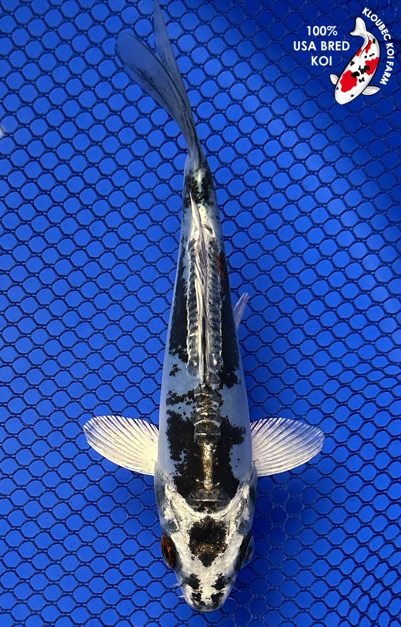 5.5