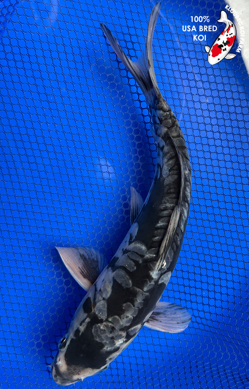 Koiページ Tancho Showa - koi #x0503s009 - Marudo Koi Farm