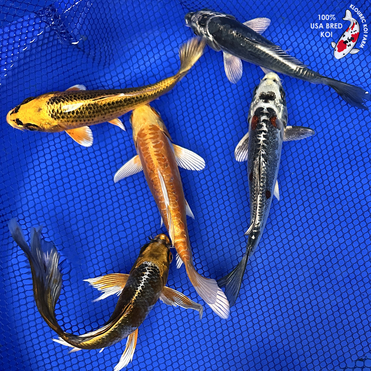 (5) 6-7" "Fab Five" Koi Pond Pack #J41812(E2) | Kloubec Koi Farm