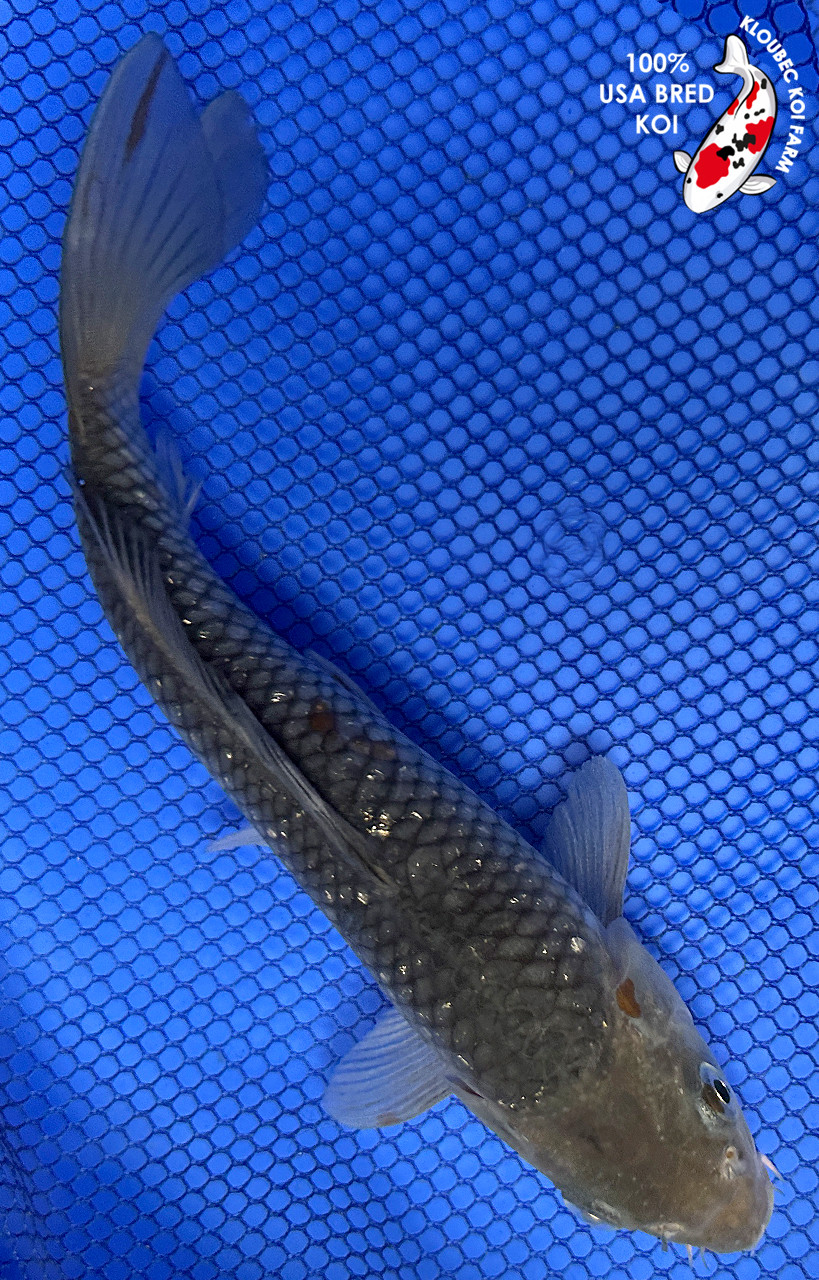 8.5