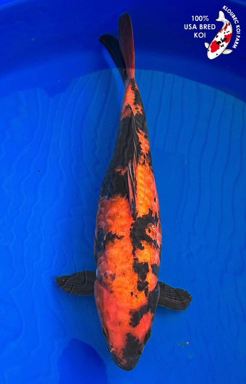 Koiページ Shop Koi Varieties | Find Japanese Koi by Type | Kloubec Koi