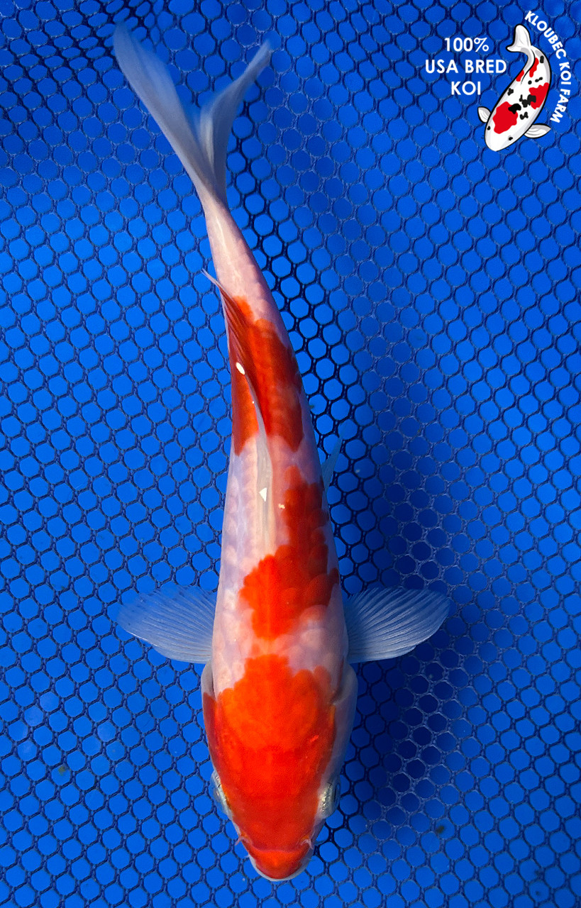 6.5