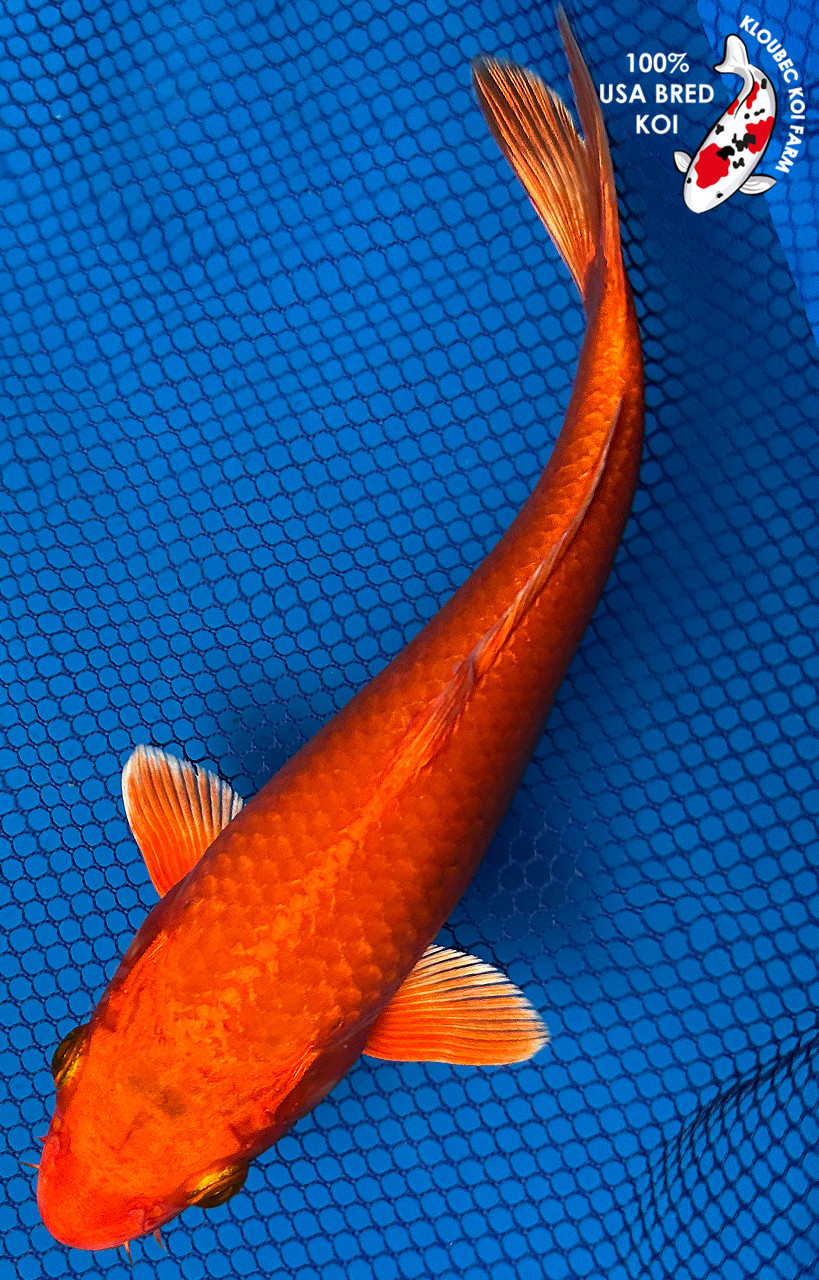 9.5