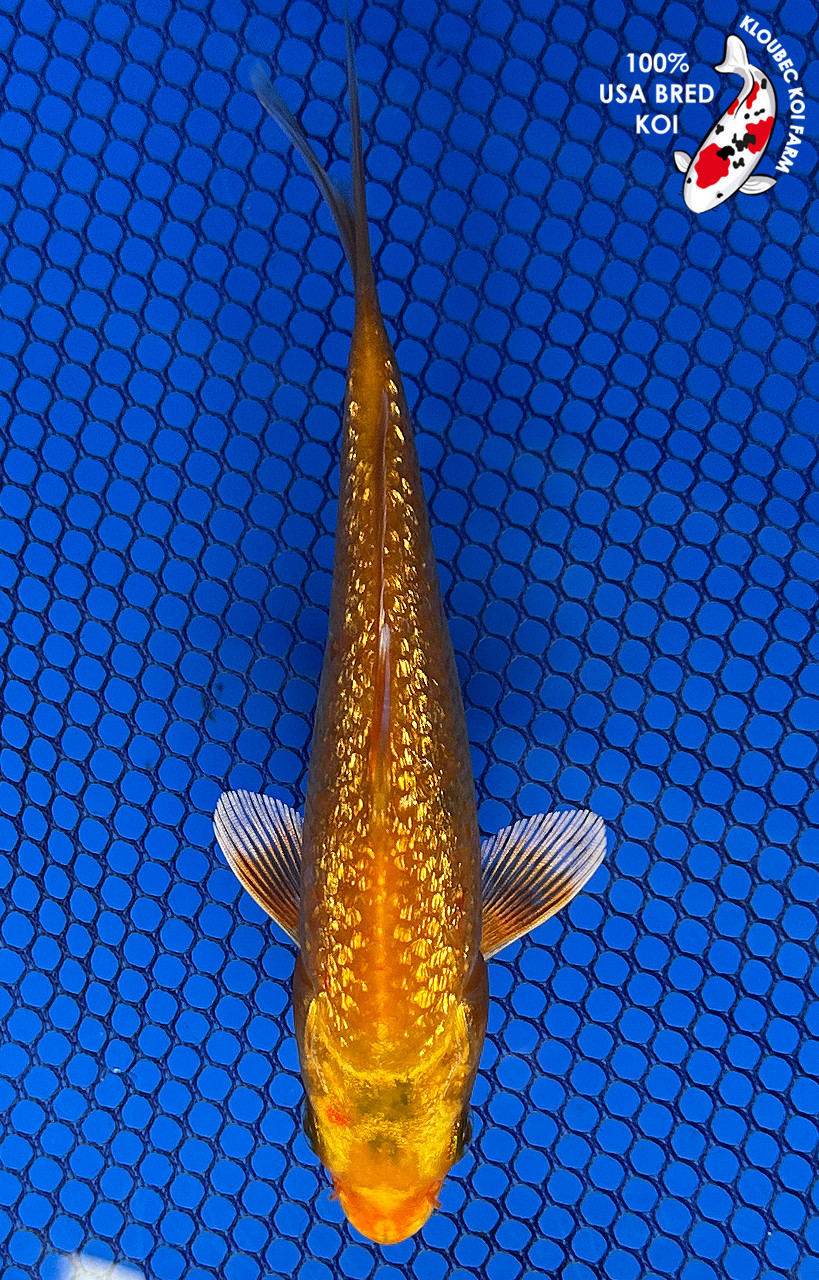 5.5