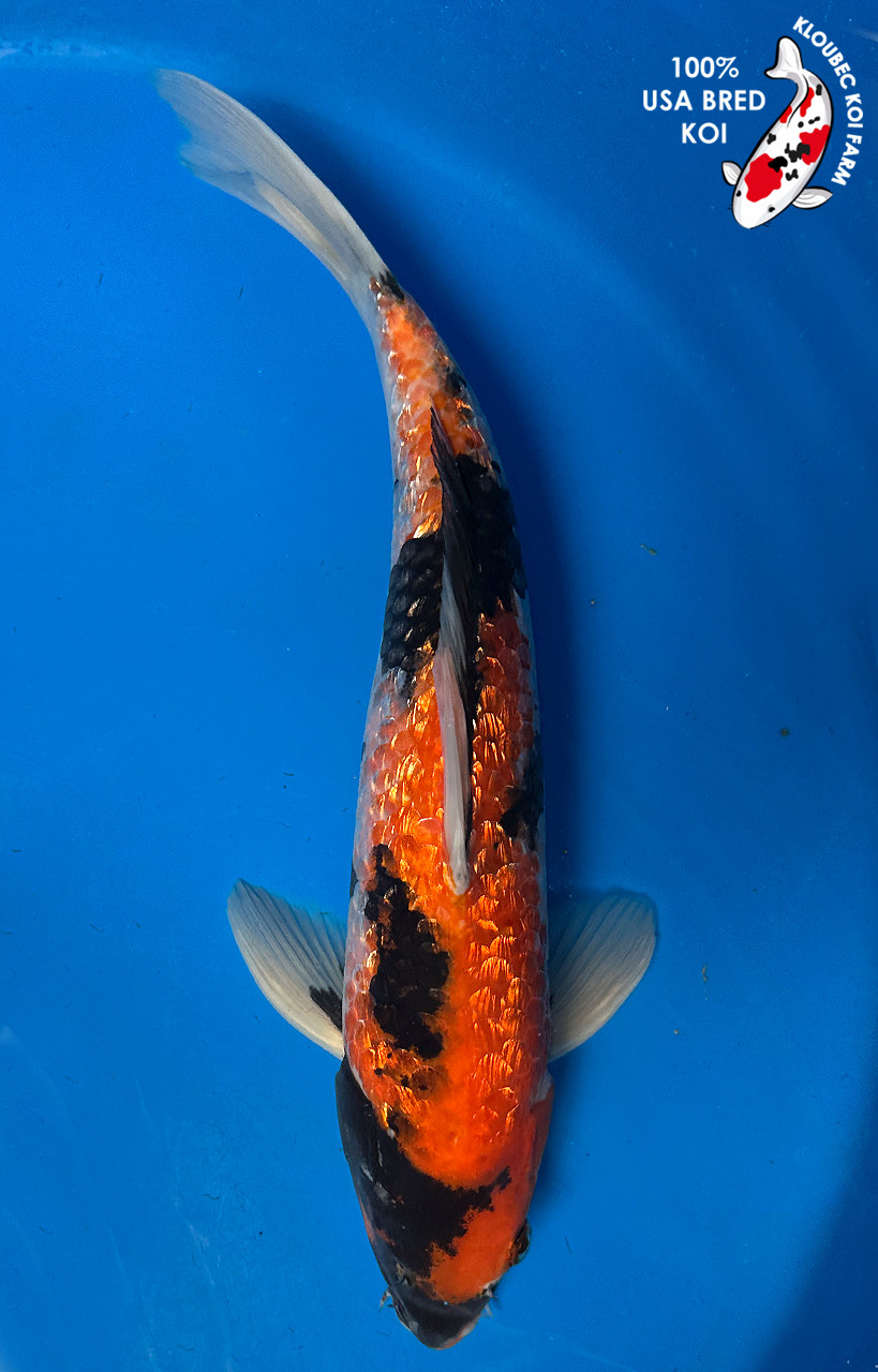 ENDOH   MINNOW  WBカモラ13FRキュウリウオ ENDOH MINNOW WBカモラ13FRキュウリウオ