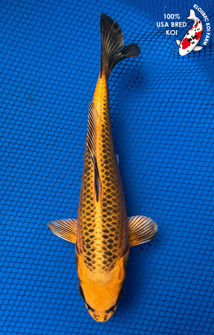 Kin Matsuba Koi #J72530(X45) Kloubec Koi Farm