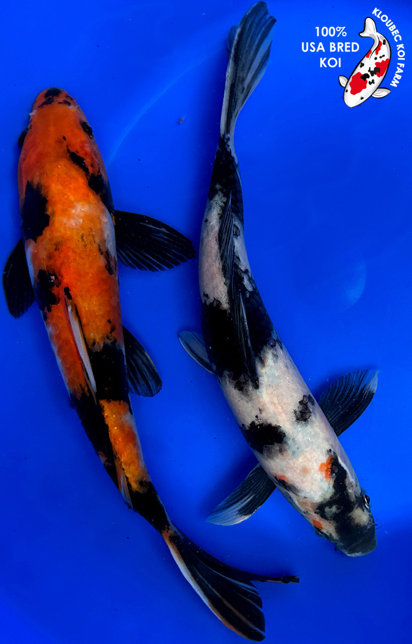 2) 11