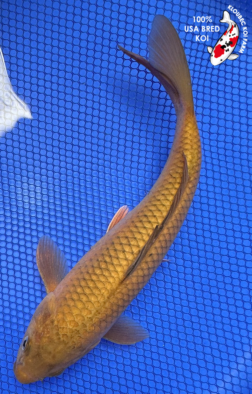 9.5