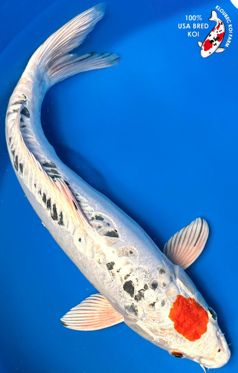 16.5