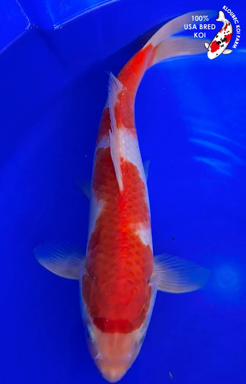 11.5