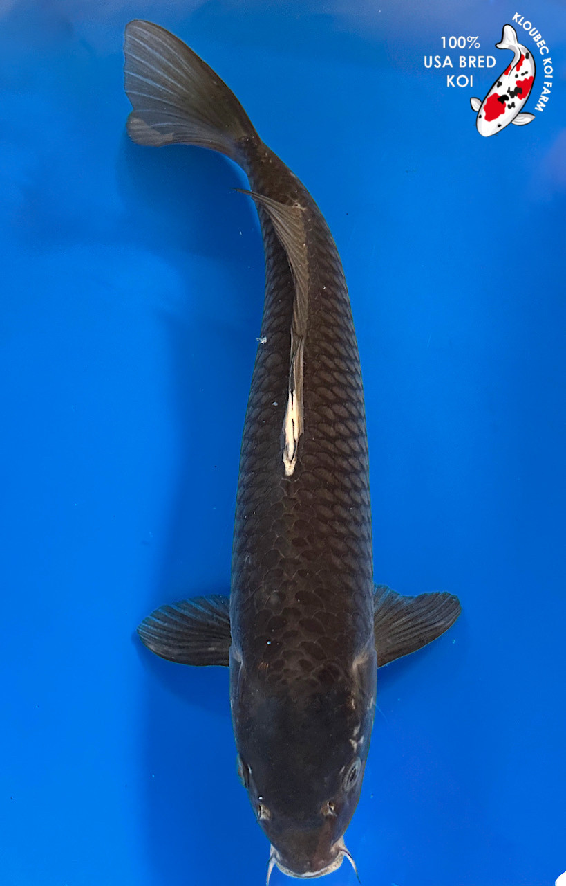 16.5