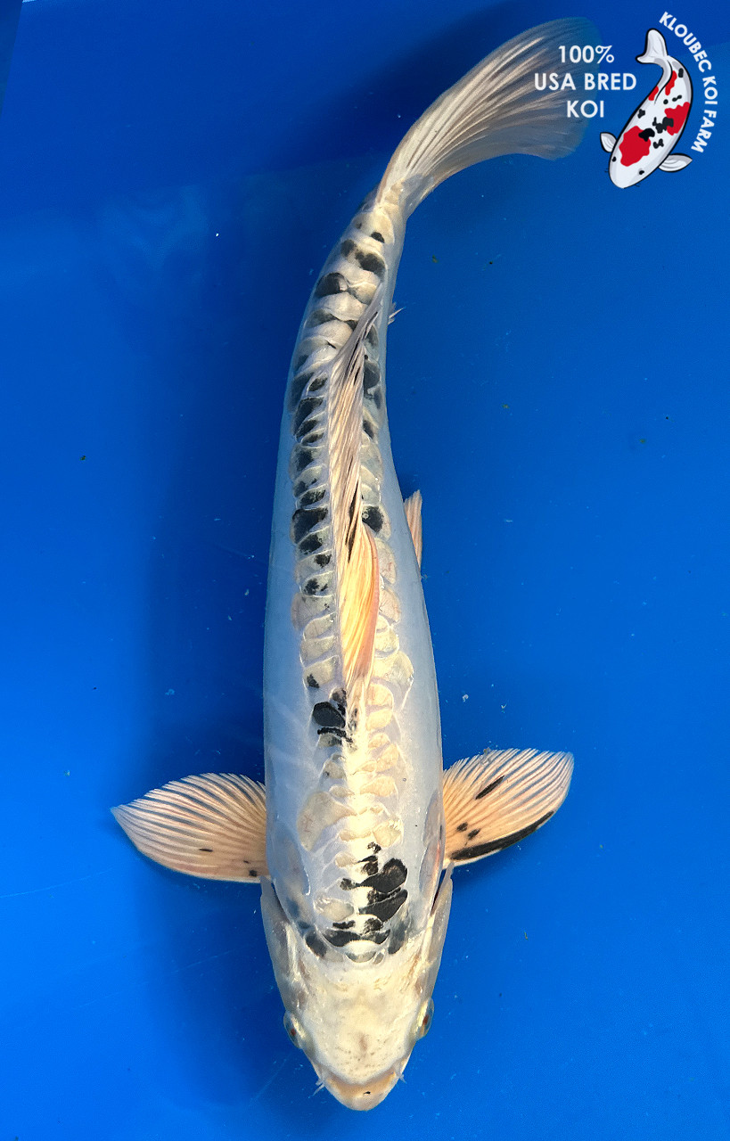 15" Doitsu Gin Shiro Bekko Koi #J11430(M20) | Kloubec Koi Farm