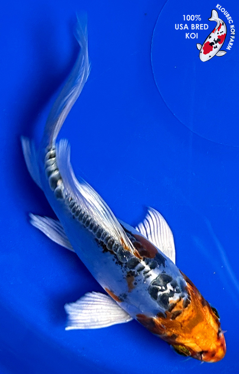 5.5