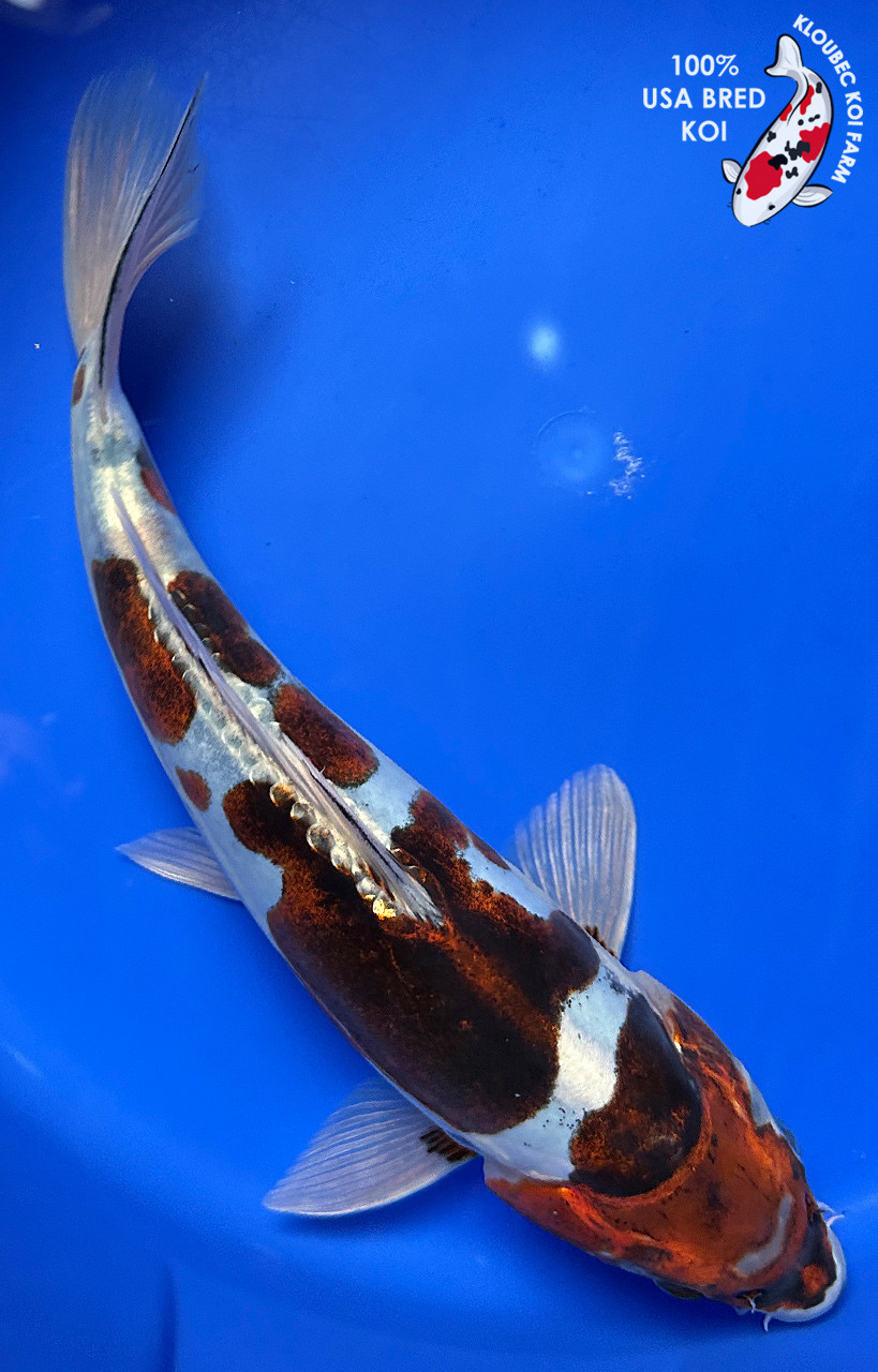 ゴルときfish 2本目 ゴルときfish 2本目 ゴルときfish 2本目 12