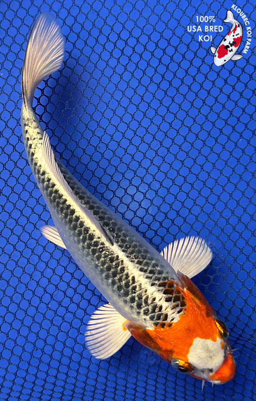 6.5