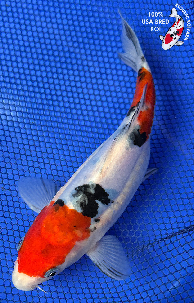 koi 25F-001 - Champion Nishikigoi