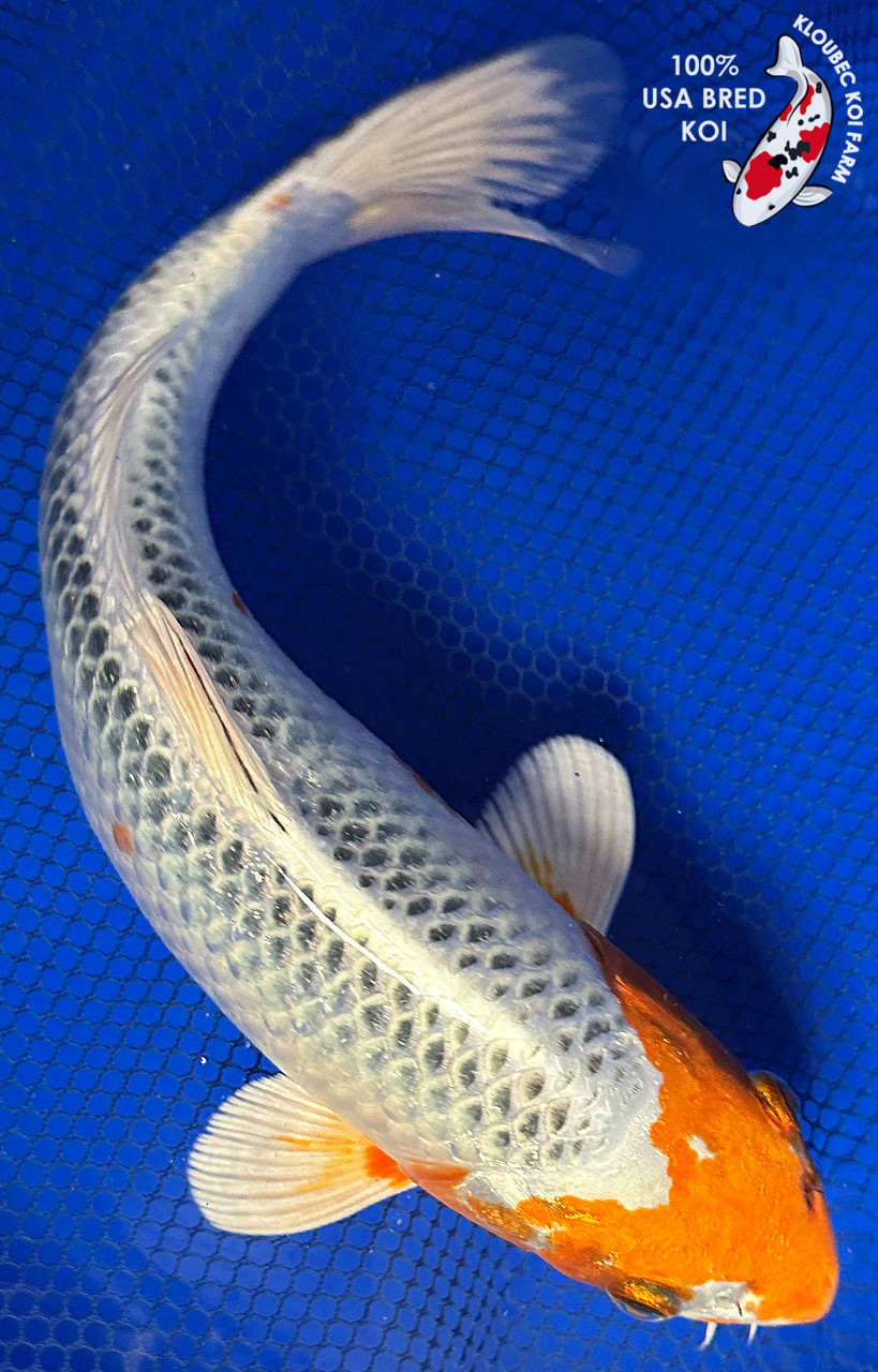 https://cdn11.bigcommerce.com/s-c81ee/images/stencil/1280x1280/products/24776/32531/31014-kujaku-koi__55177.1773509217.jpg?c=2