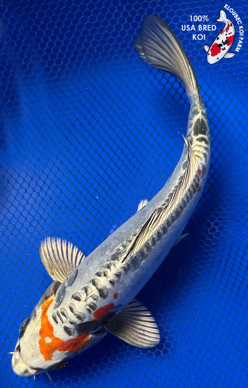 https://cdn11.bigcommerce.com/s-c81ee/images/stencil/1280x1280/products/24781/32541/31019-beni-kikokuryu-koi__58397.1773535045.jpg?c=2