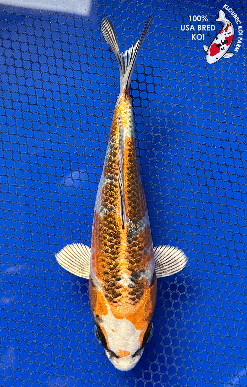 6.5