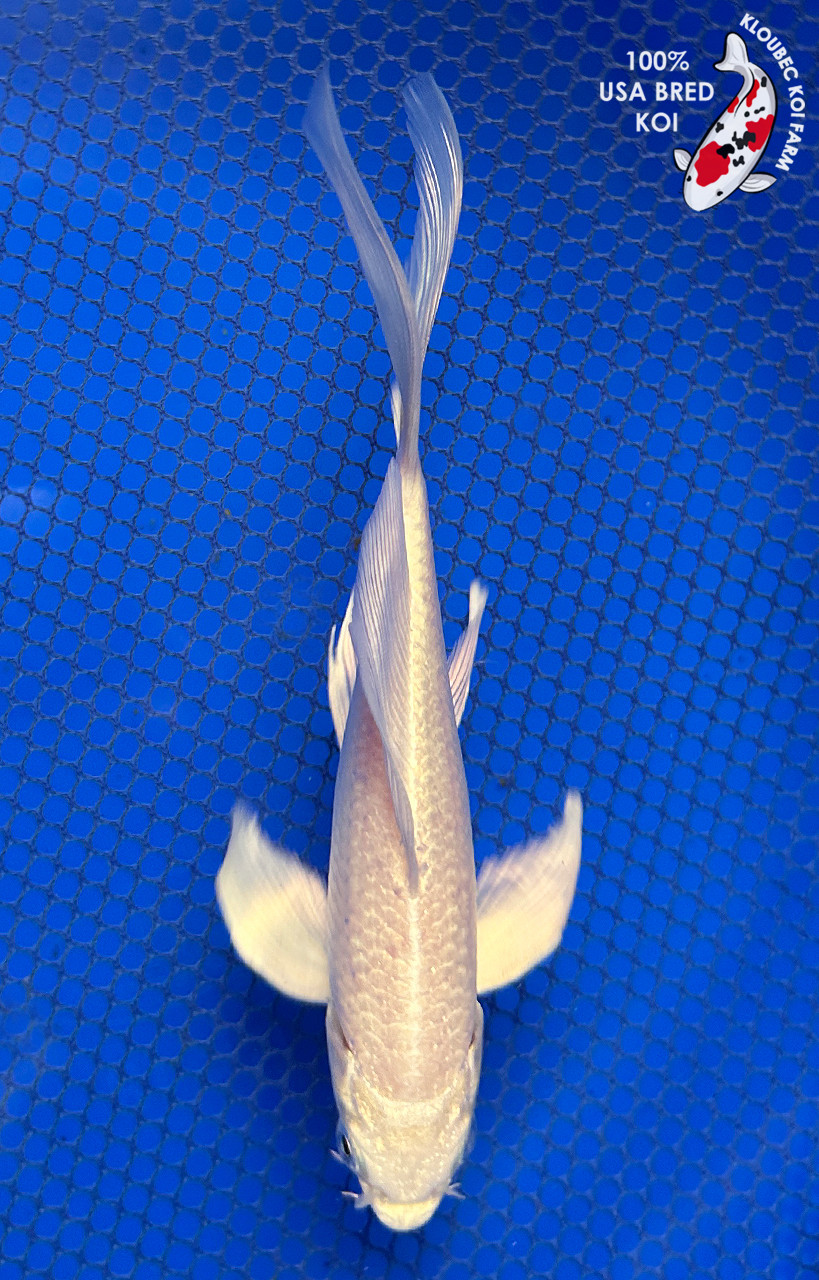 https://cdn11.bigcommerce.com/s-c81ee/images/stencil/1280x1280/products/24907/32802/31345-platinum-ogon-butterfly-koi__14262.1774723367.jpg?c=2