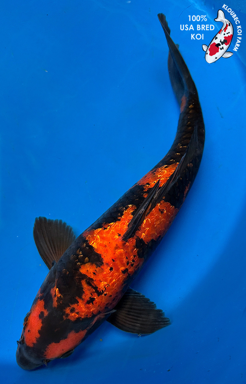 15.5