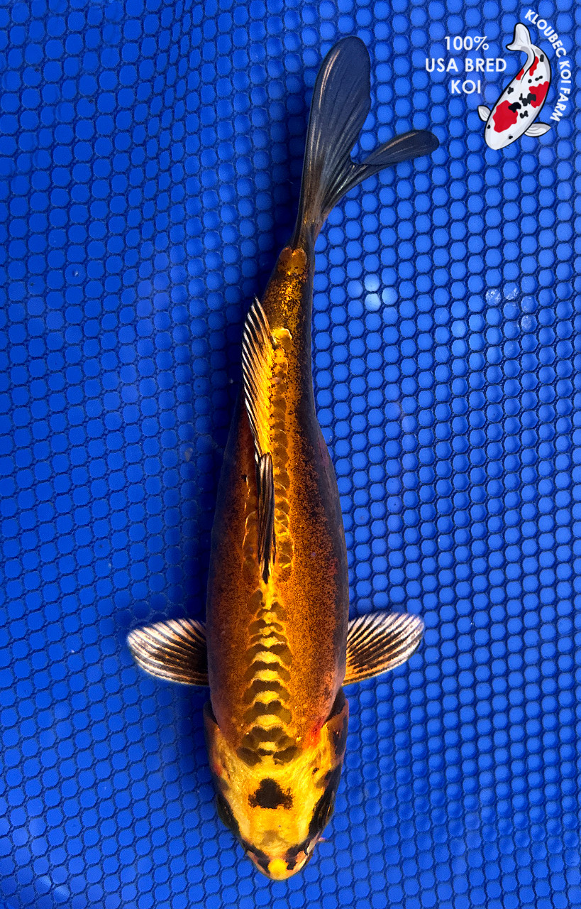 Doitsu Koi for Sale – Metallic Gold Scaleless Koi | Kloubec Koi Farm