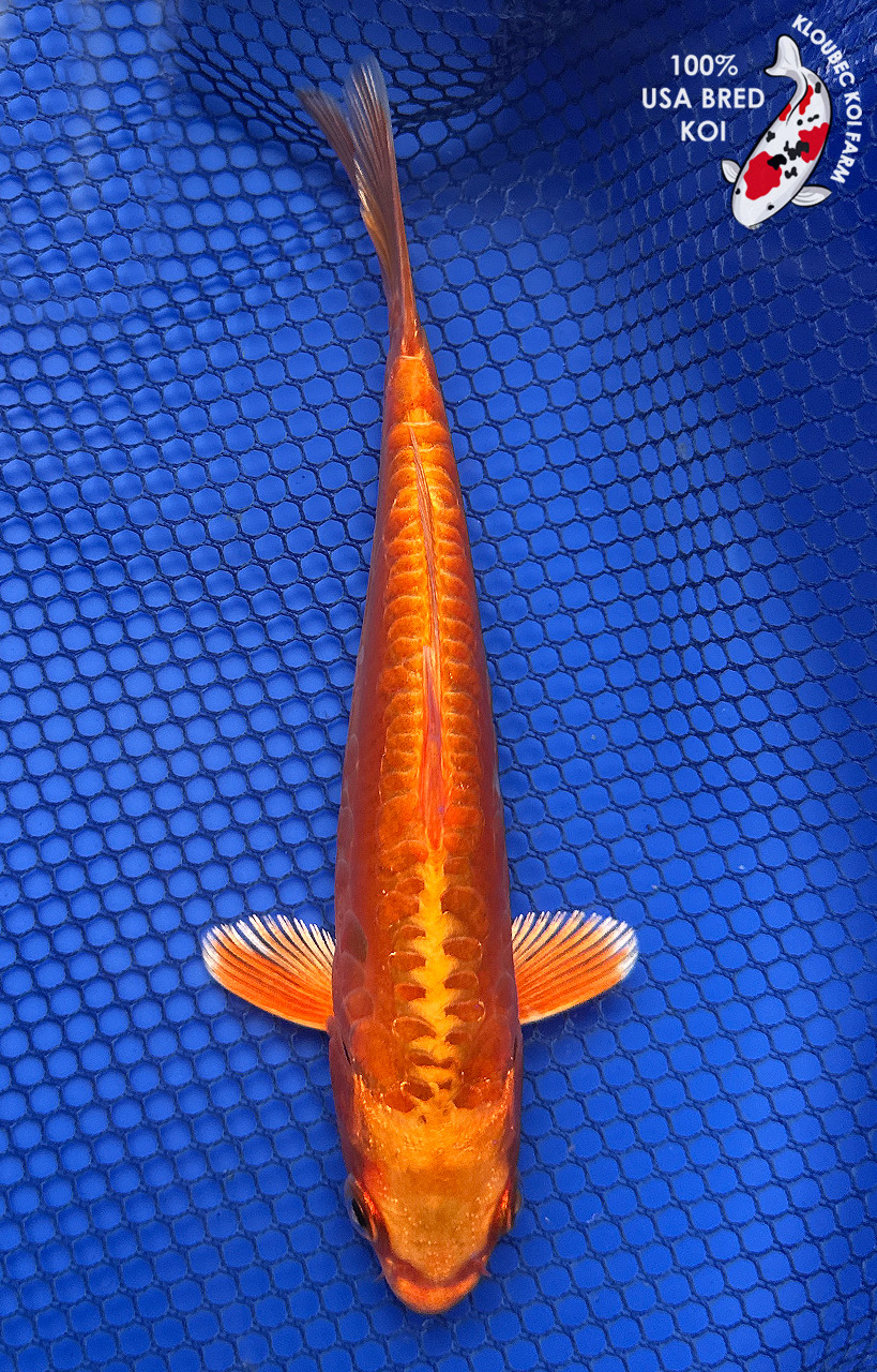 6.5
