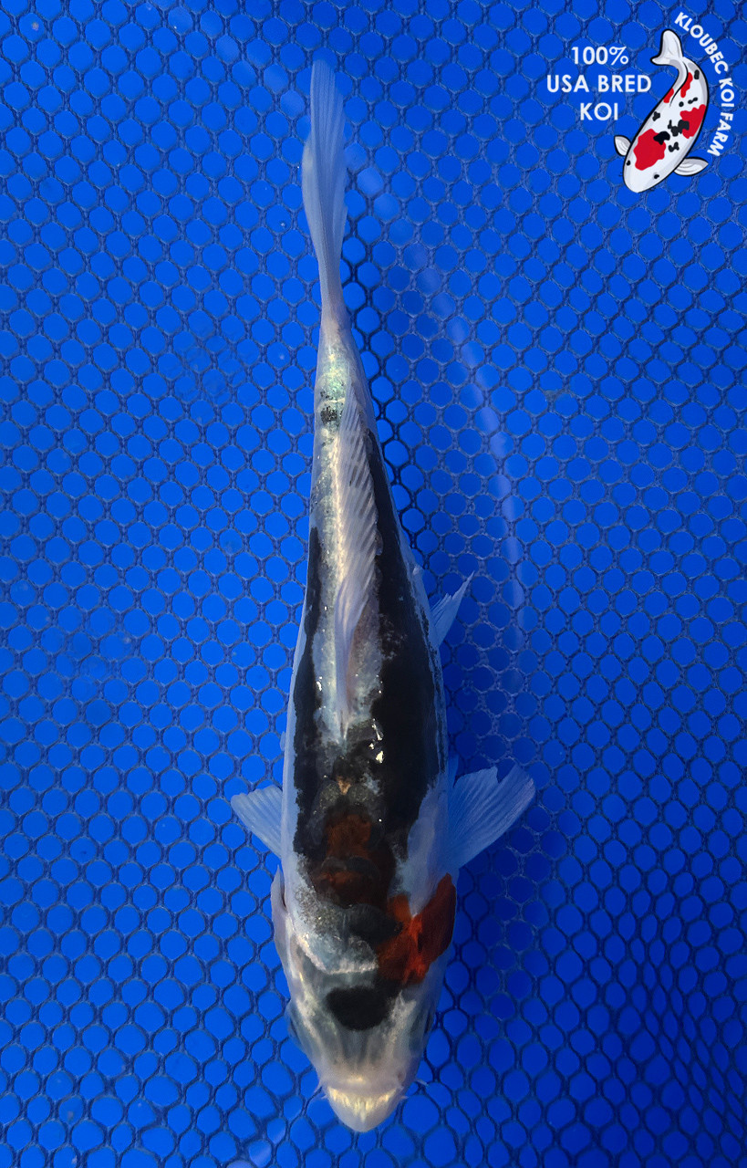 Kumonryu Koi koi for sale
