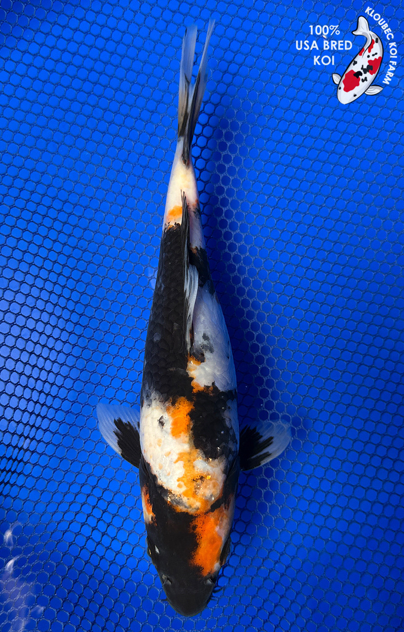 8.5
