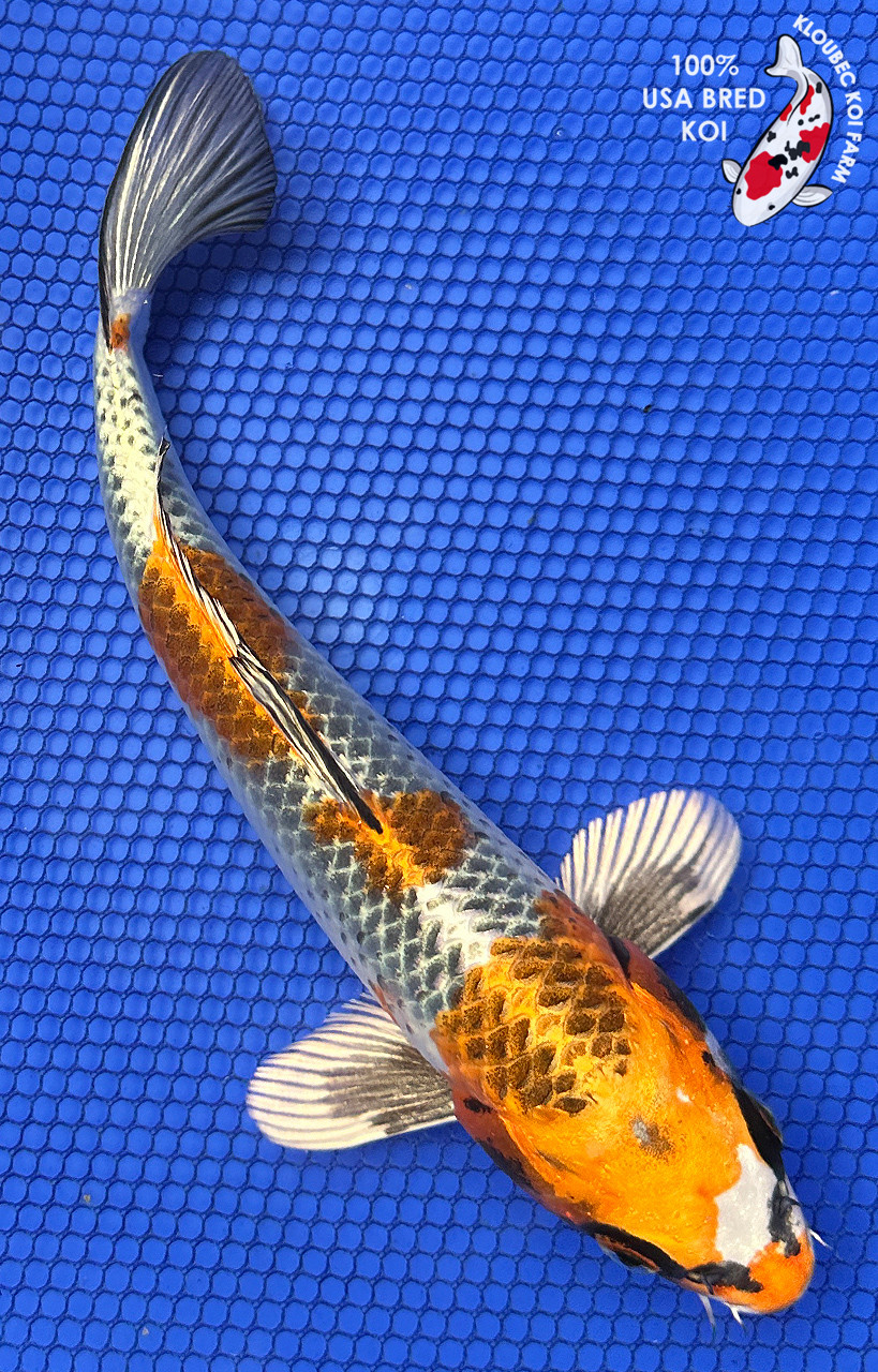 9.5