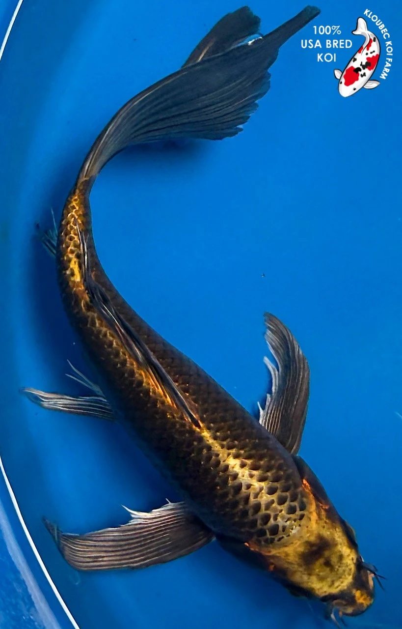 Butterfly Koi koi for sale