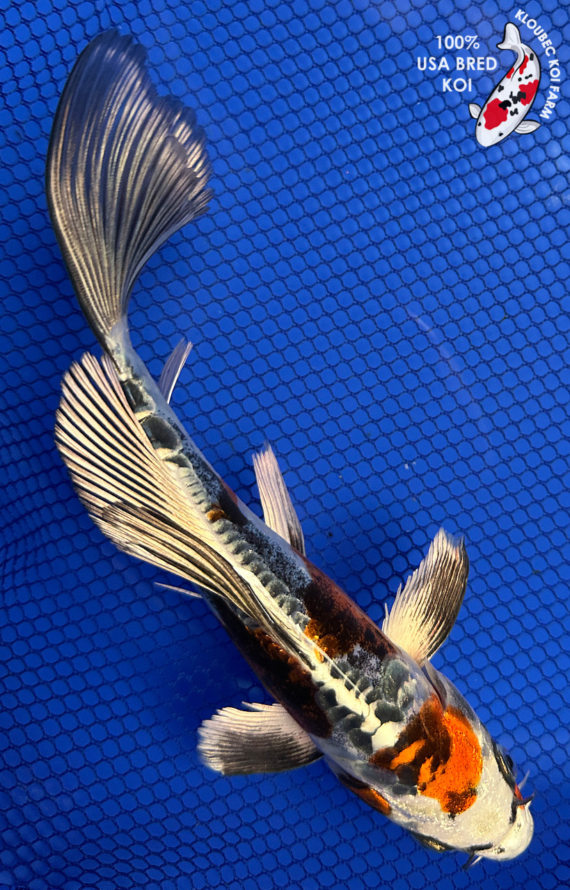 キコベイトワークス kikobaitworks キコブーン kikoboom 8