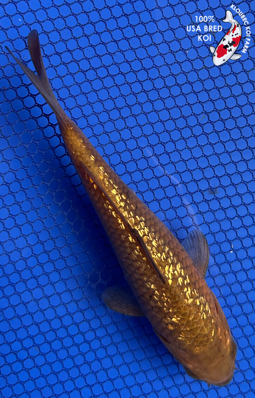 5.5