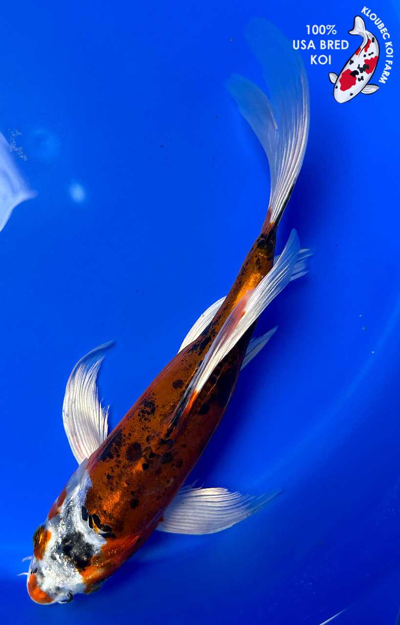 Butterfly Koi koi for sale