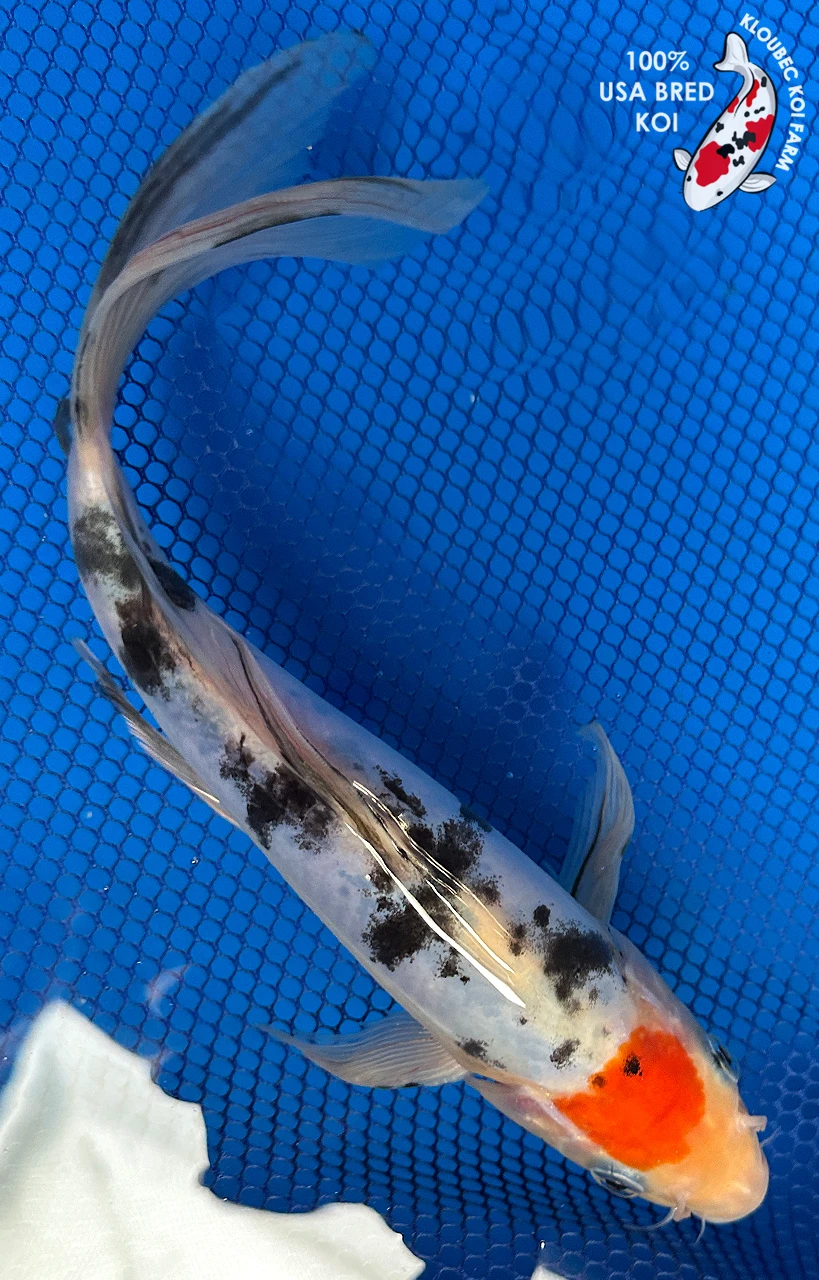 Butterfly Koi koi for sale