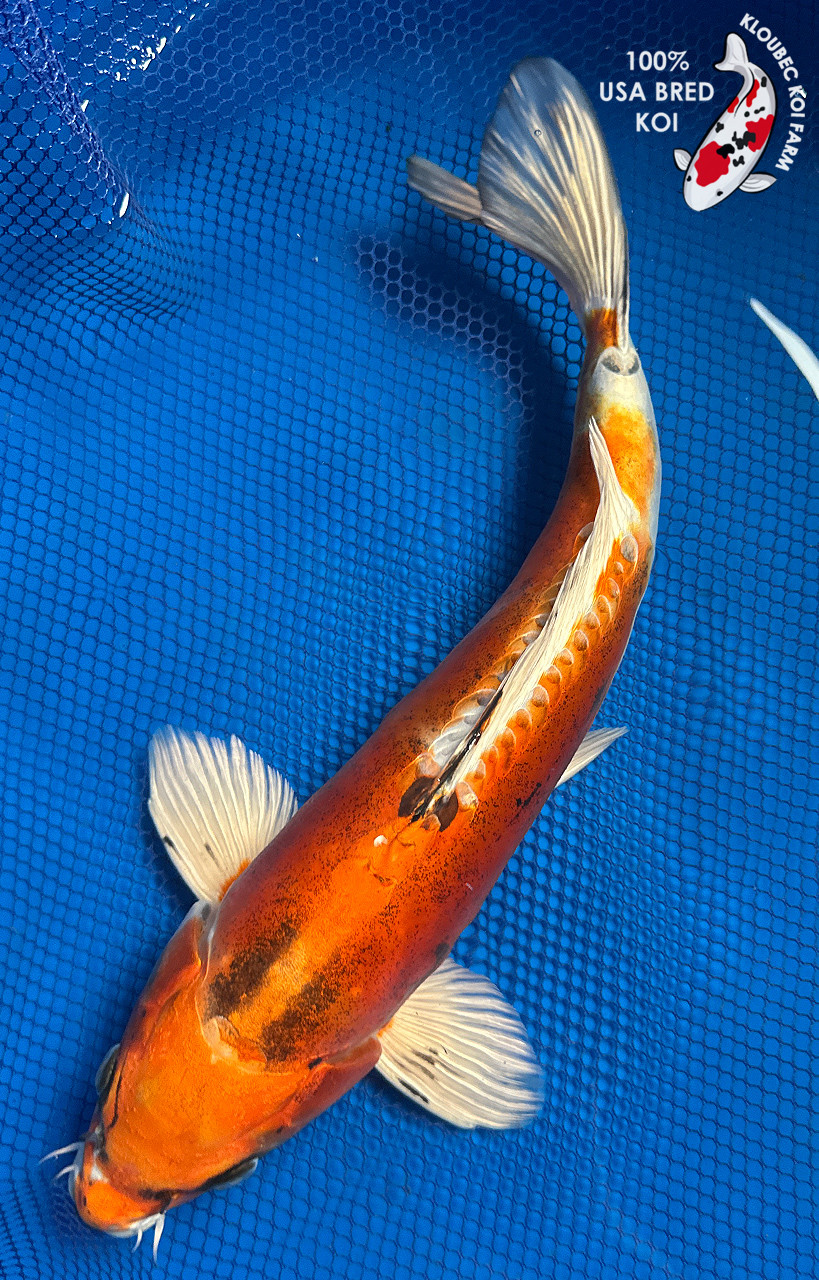 Doitsu Koi koi for sale