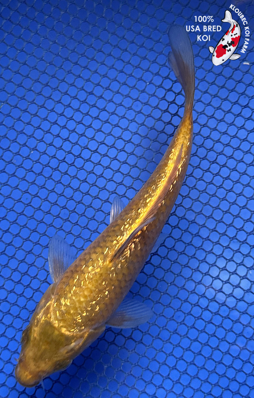 5.5