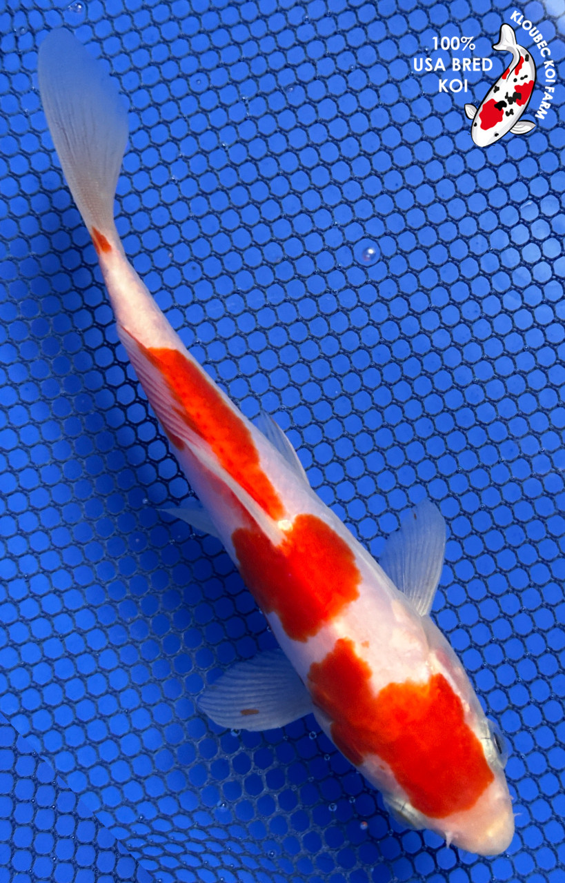6.5