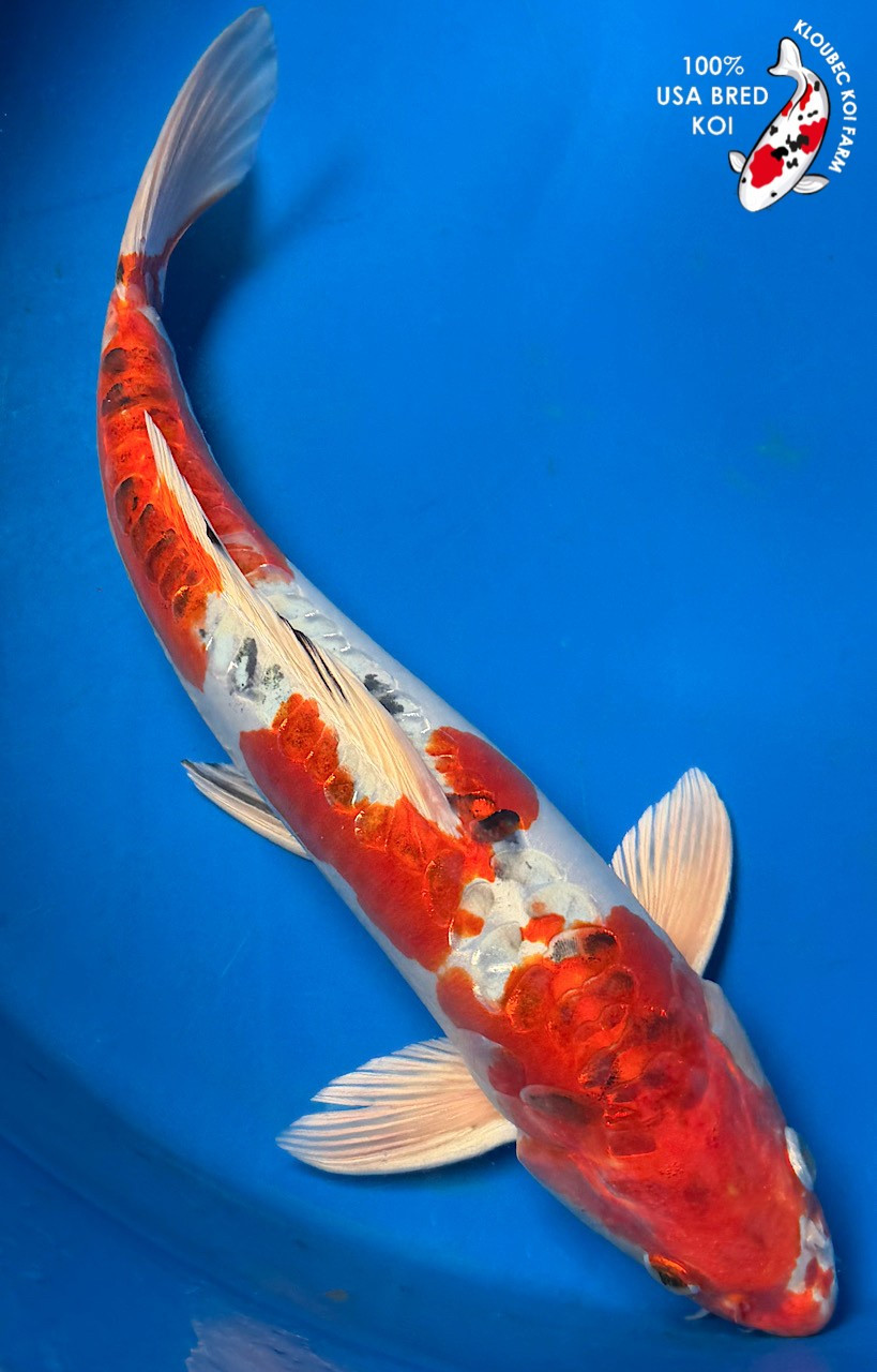 15.5