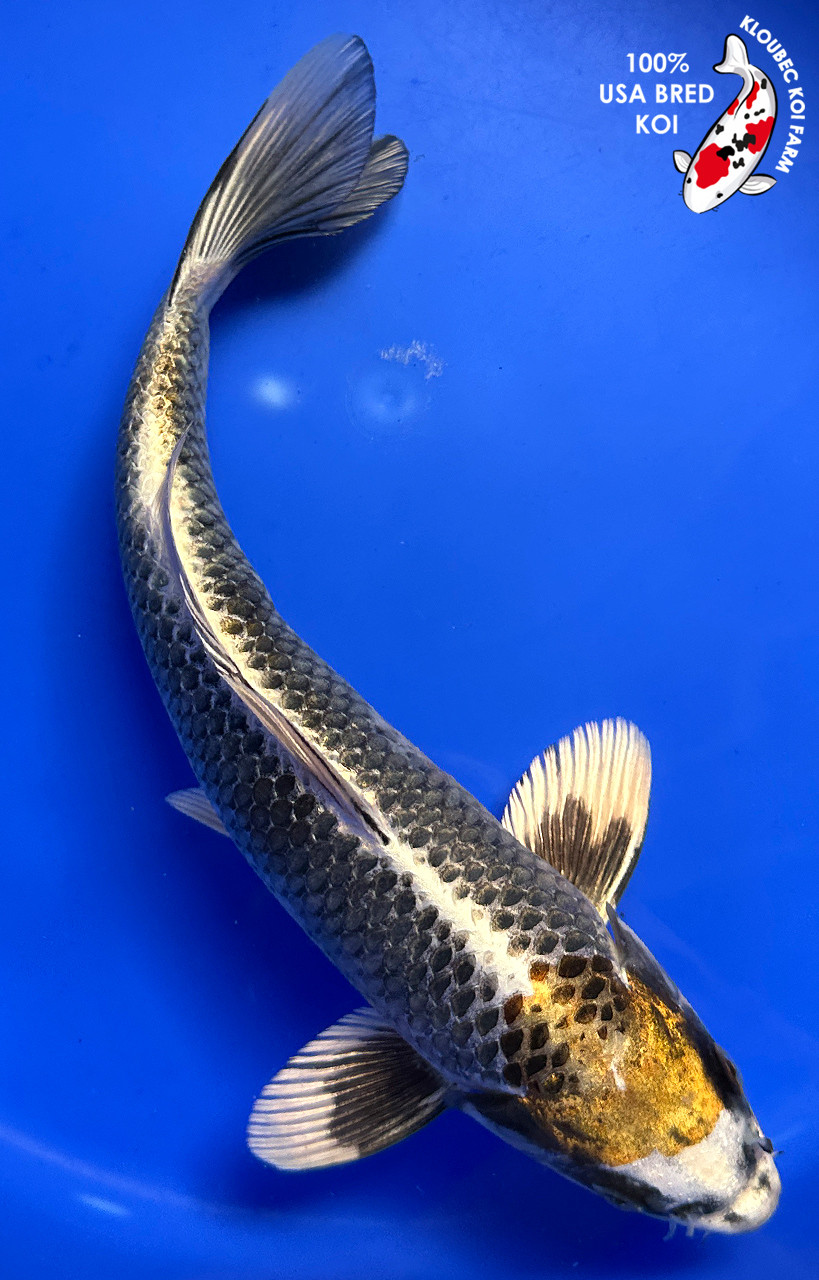 11.5