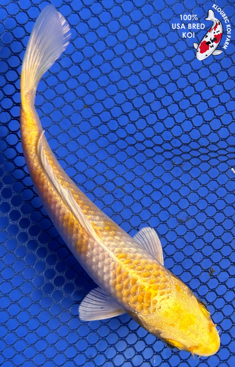 5.5