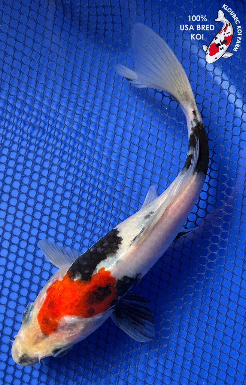 Showa Koi koi for sale